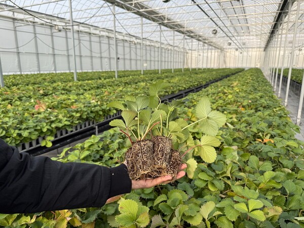 조직배양 딸기 우량묘 사진